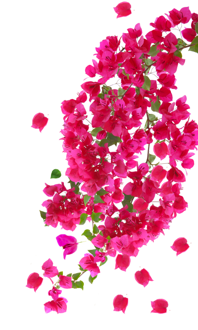 Flor de buganvilla